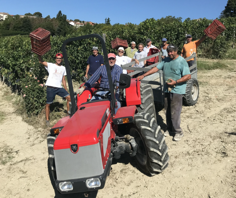 Vendemmia, si stima una buona annata